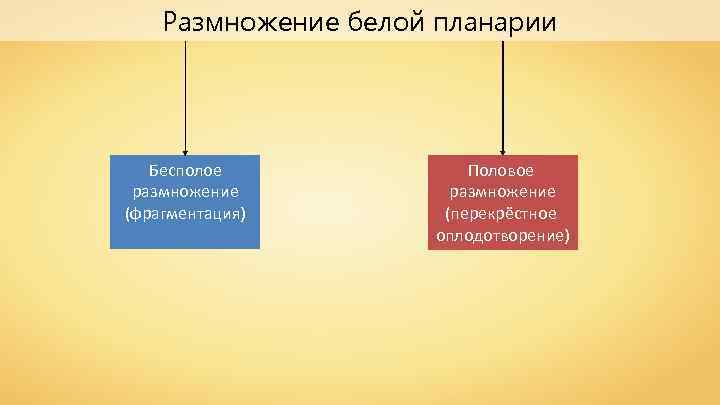 Размножение белой планарии Бесполое размножение (фрагментация) Половое размножение (перекрёстное оплодотворение) 