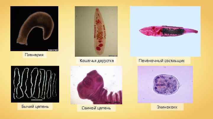 Eduard Solà Планария Кошачья двуустка Бычий цепень Печёночный сосальщик Roberto J. Galindo Свиной цепень