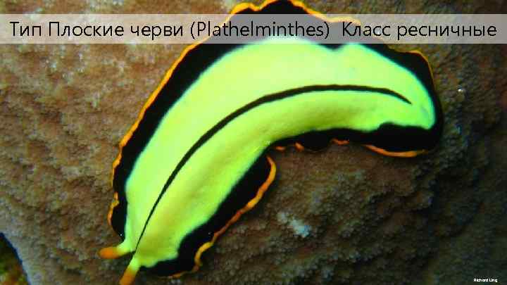 Тип Плоские черви (Plazthelminthes) Тип Плоские черви (Plathelminthes) Класс ресничные Richard Ling 