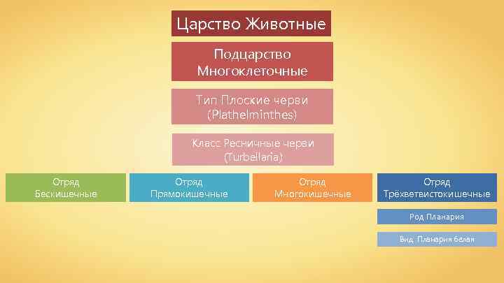 Царство Животные Подцарство Многоклеточные Тип Плоские черви (Plathelminthes) Класс Ресничные черви (Turbellaria) Отряд Бескишечные