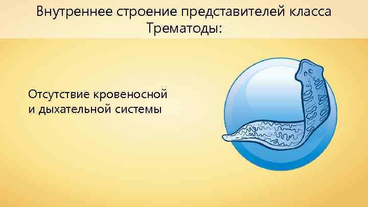 Внутреннее строение представителей класса Трематоды: Отсутствие кровеносной и дыхательной системы 