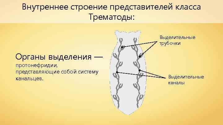 Внутреннее строение представителей класса Трематоды: Выделительные трубочки Органы выделения — протонефридии, представляющие собой систему