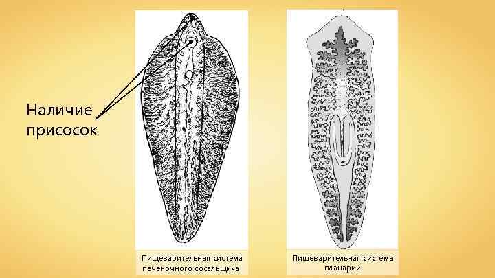 Пищеварительная система печеночного сосальщика рисунок