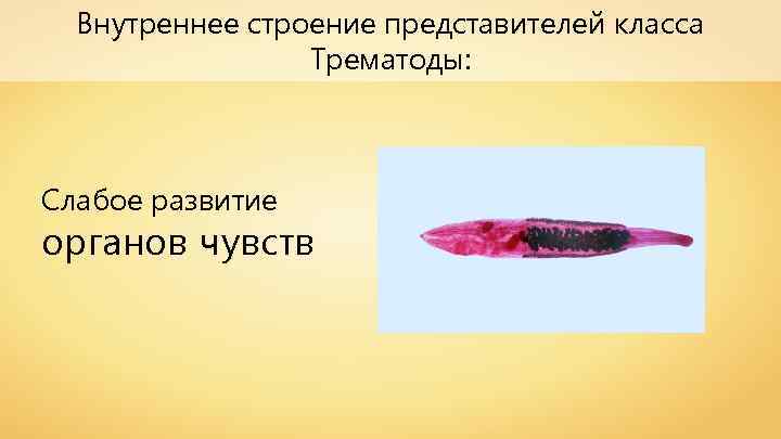 Внутреннее строение представителей класса Трематоды: Слабое развитие органов чувств 