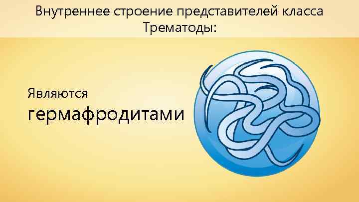 Внутреннее строение представителей класса Трематоды: Являются гермафродитами 