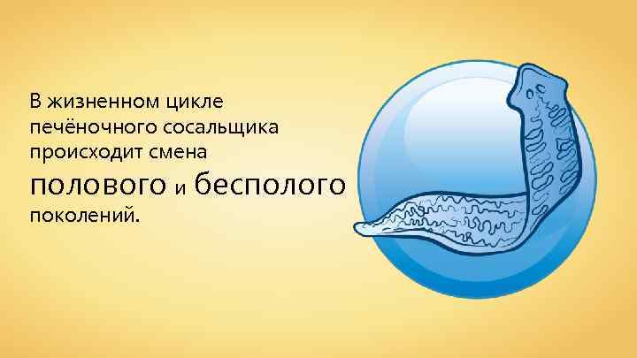 В жизненном цикле печёночного сосальщика происходит смена полового и бесполого поколений. 