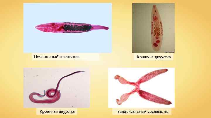 Печёночный сосальщик Кровяная двуустка Кошачья двуустка Парадоксальный сосальщик 