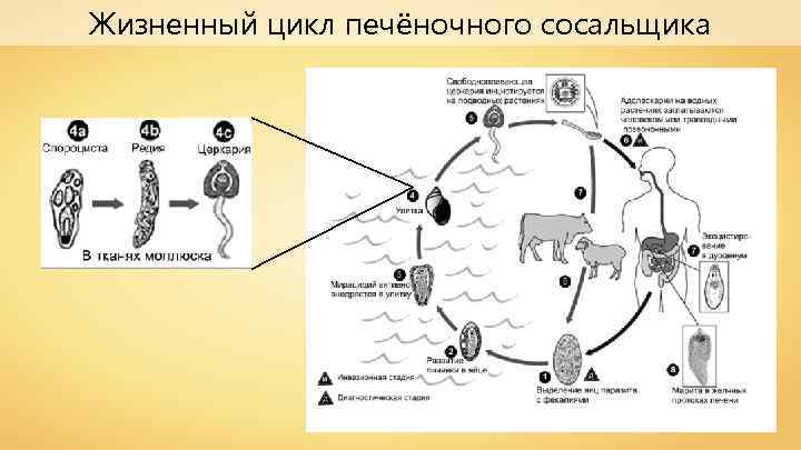 Жизненный цикл печёночного сосальщика 