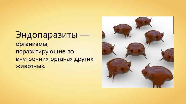 Эндопаразиты — организмы, паразитирующие во внутренних органах других животных. 