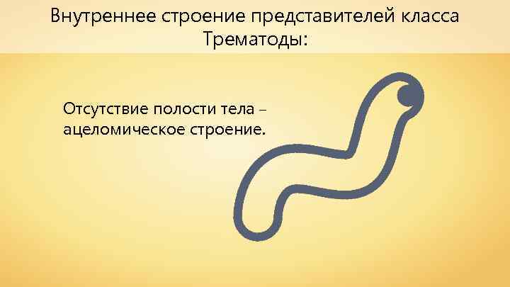 Внутреннее строение представителей класса Трематоды: Отсутствие полости тела – ацеломическое строение. 