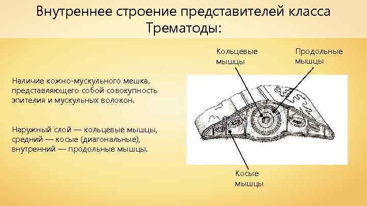 Внутреннее строение представителей класса Трематоды: Кольцевые мышцы Наличие кожно-мускульного мешка, представляющего собой совокупность эпителия