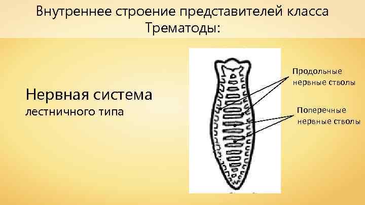 Внутреннее строение представителей класса Трематоды: Нервная система лестничного типа Продольные нервные стволы Поперечные нервные
