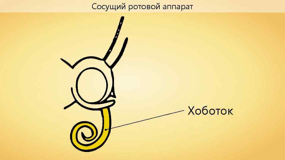 Сосущий ротовой аппарат Хоботок 