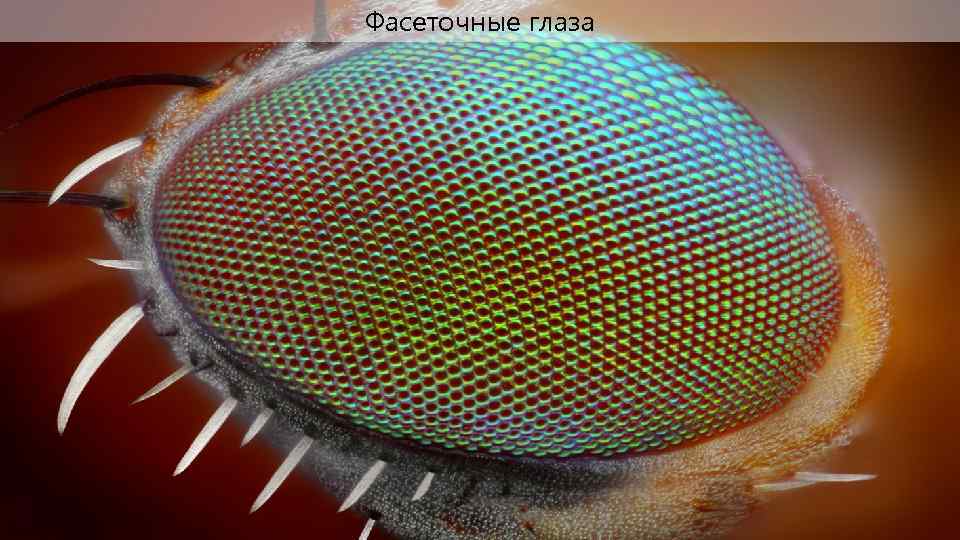 Фасеточные глаза 