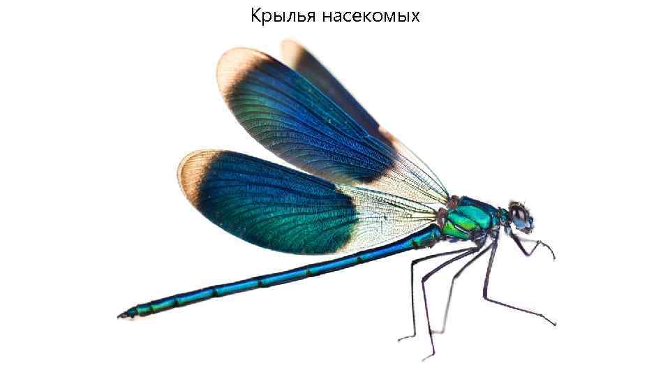 Крылья насекомых 