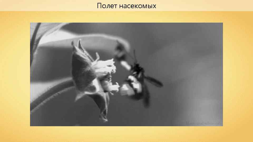 Полет насекомых 