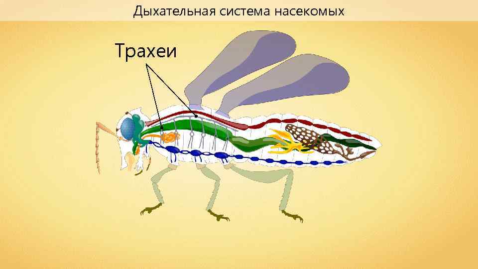Какие системы у насекомых. Дыхательная система осы. Класс насекомые пищеварительная система. Пищеварительная система насекомых 7 класс. Дыхательная система насекомых.