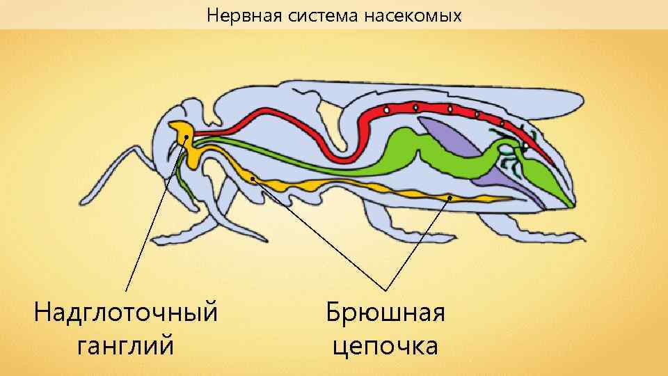 Система органов насекомых. Строение нервной системы насекомых. Надглоточный нервный узел насекомых. Членистоногие и насекомые нервная система. Строение нервной системы насекомых схема.