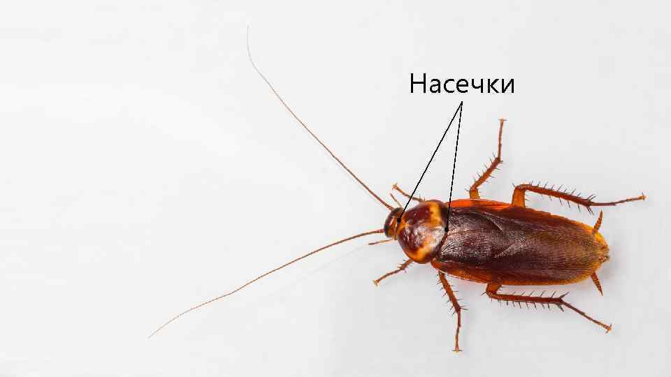 Насечки 