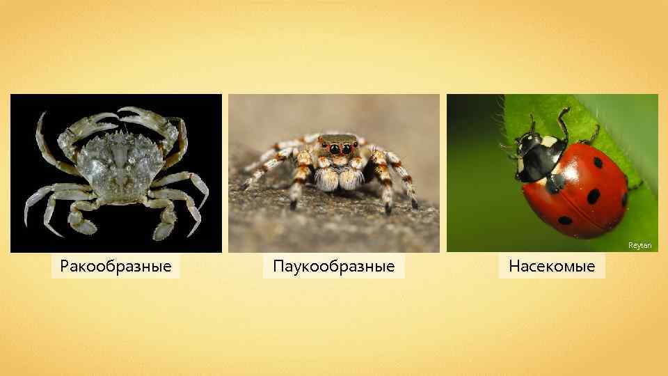 Reytan Ракообразные Паукообразные Насекомые 