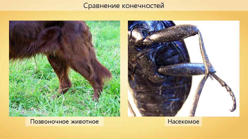Сравнение конечностей Позвоночное животное Насекомое 