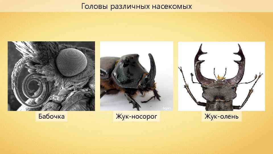 Головы различных насекомых Bojars Бабочка Жук-носорог Didier Descouens Жук-олень 