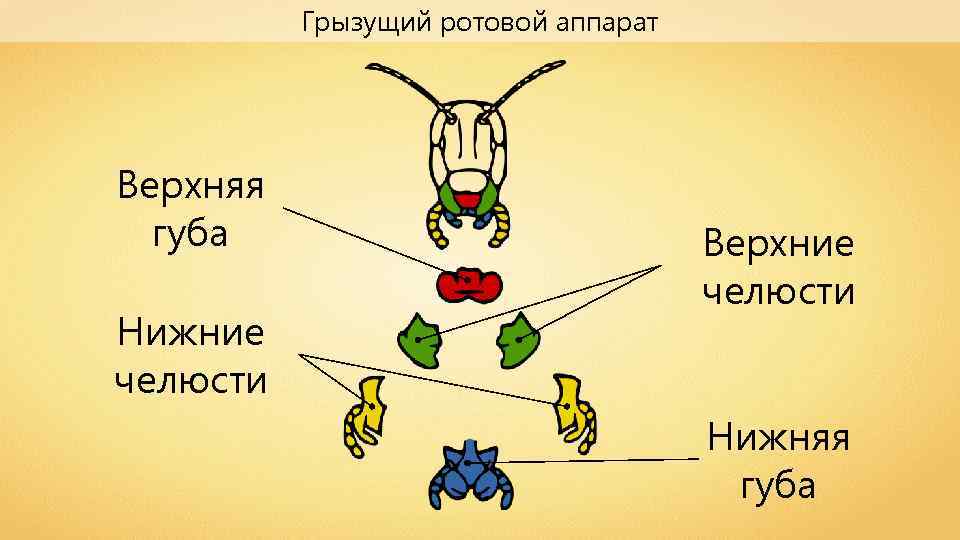 Ротовой аппарат черного таракана рисунок