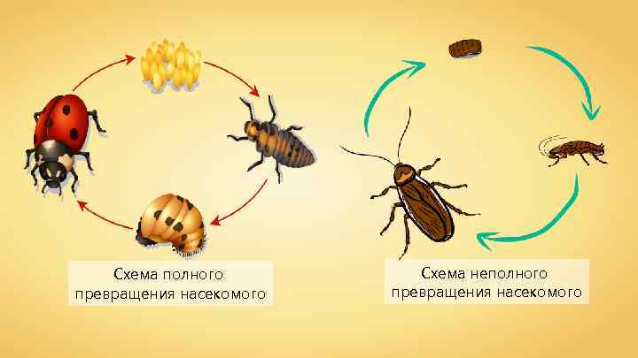 Схема полного превращения насекомого Схема неполного превращения насекомого 
