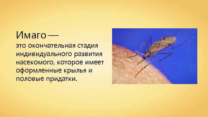 Имаго — это окончательная стадия индивидуального развития насекомого, которое имеет оформленные крылья и половые