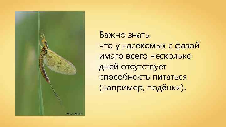 Важно знать, что у насекомых с фазой имаго всего несколько дней отсутствует способность питаться