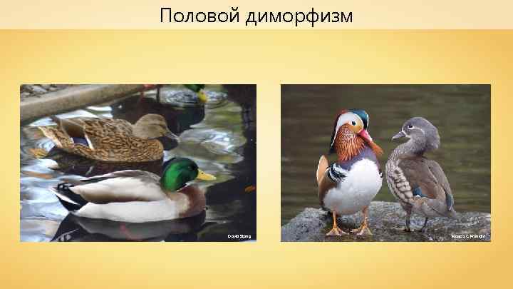 Половой диморфизм David Stang Francis C. Franklin 