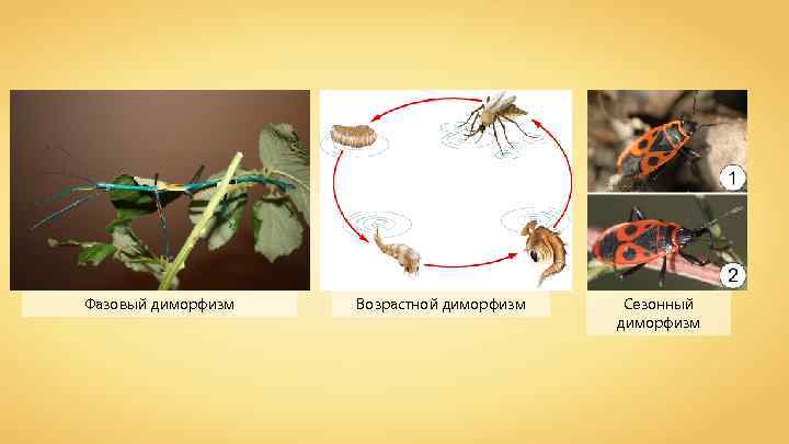 Фазовый диморфизм Возрастной диморфизм Сезонный диморфизм 