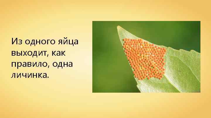 Из одного яйца выходит, как правило, одна личинка. 