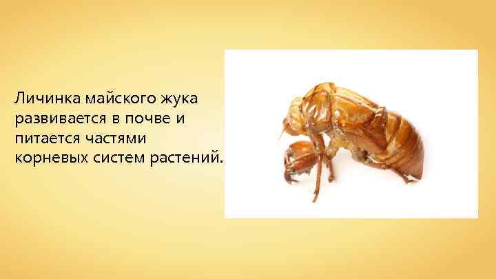 Личинка майского жука развивается в почве и питается частями корневых систем растений. 