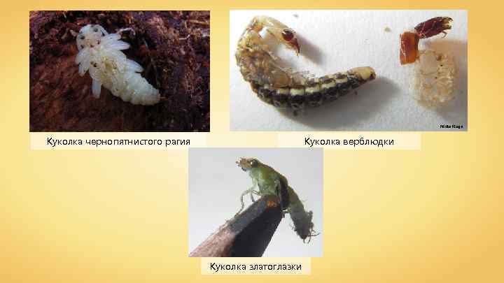 Nikita Kluge Куколка чернопятнистого рагия Куколка верблюдки Куколка златоглазки 