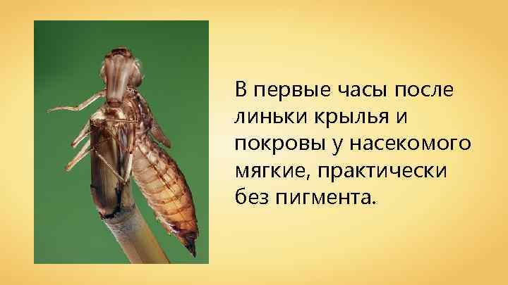 В первые часы после линьки крылья и покровы у насекомого мягкие, практически без пигмента.