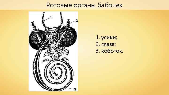Ротовые органы бабочек 1. усики; 2. глаза; 3. хоботок. 