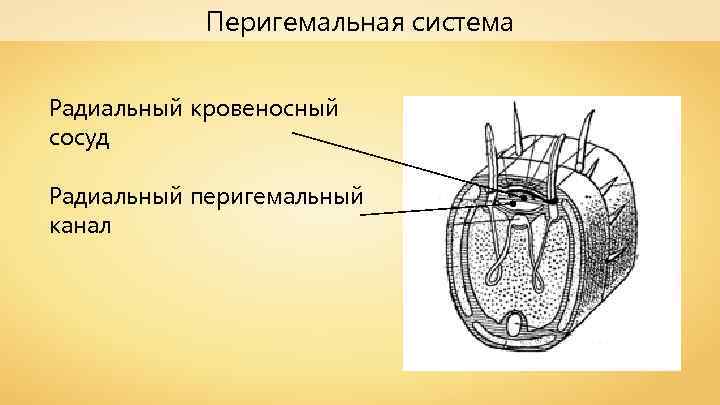 Перигемальная система Радиальный кровеносный сосуд Радиальный перигемальный канал 