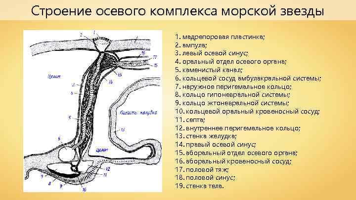 Строение осевого комплекса морской звезды 1. мадрепоровая пластинка; 2. ампула; 3. левый осевой синус;