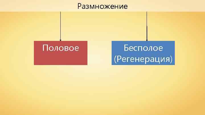 Размножение Половое Бесполое (Регенерация) 