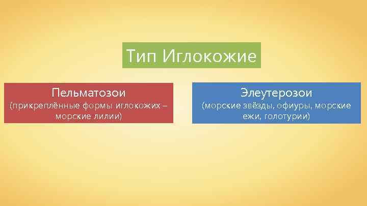 Тип Иглокожие Пельматозои (прикреплённые формы иглокожих – морские лилии) Элеутерозои (морские звёзды, офиуры, морские