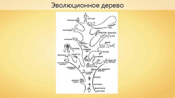 Эволюционное дерево 