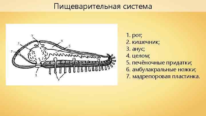 Пищеварительная система 1. рот; 2. кишечник; 3. анус; 4. целом; 5. печёночные придатки; 6.