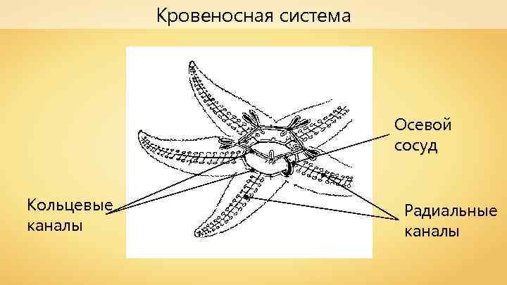 Кровеносная система Осевой сосуд Кольцевые каналы Радиальные каналы 