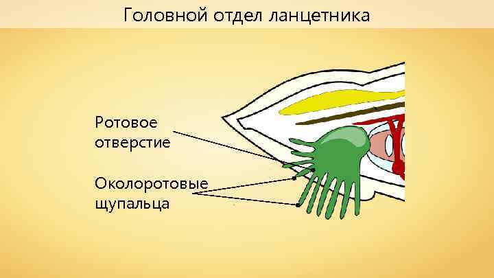 Головной отдел ланцетника Ротовое отверстие Околоротовые щупальца 