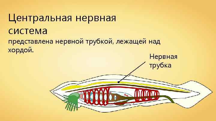 Центральная нервная система представлена нервной трубкой, лежащей над хордой. Нервная трубка 