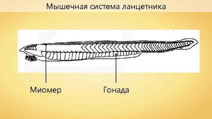 Мышечная система ланцетника Миомер Гонада 