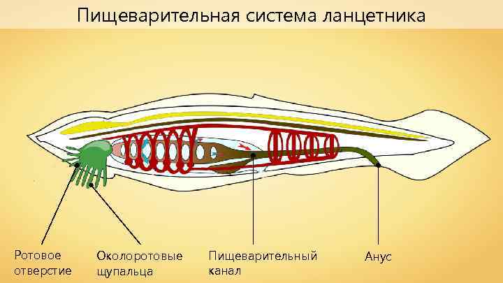 Пищеварительная система ланцетника Ротовое отверстие Околоротовые щупальца Пищеварительный канал Анус 