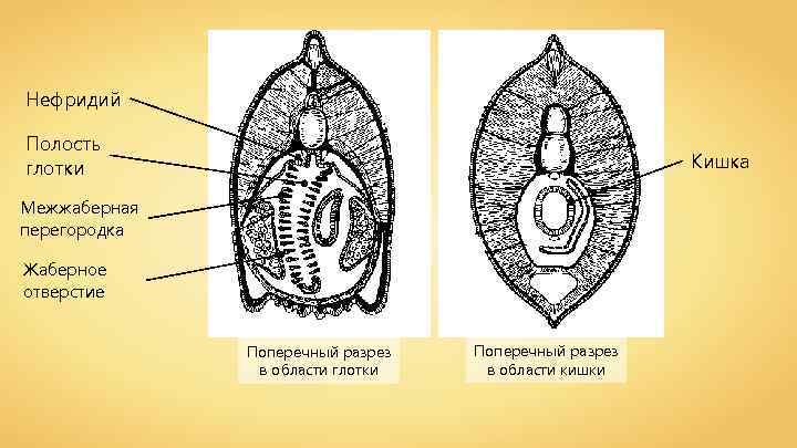 Нефридий Полость глотки Кишка Межжаберная перегородка Жаберное отверстие Поперечный разрез в области глотки Поперечный