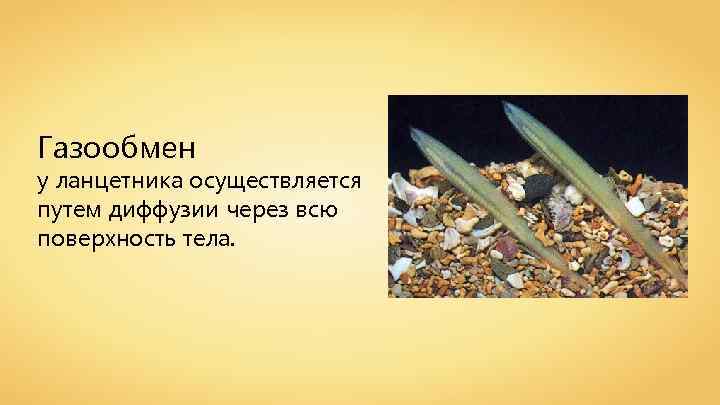 Газообмен у ланцетника осуществляется путем диффузии через всю поверхность тела. 